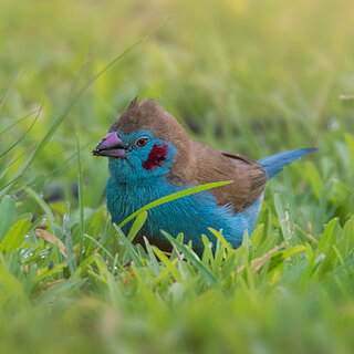 Lake Awassa - Red-cheecked cordon-bleu
